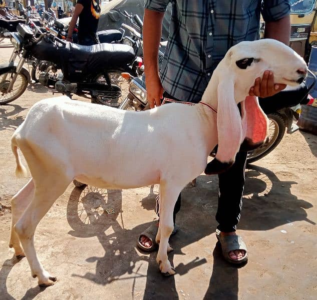 kajla / Kajli / bakra | sheep | Breader | بکر| بکری | Sheep for sale. 2