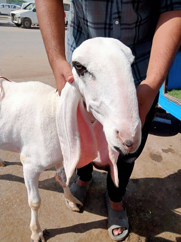 kajla / Kajli / bakra | sheep | Breader | بکر| بکری | Sheep for sale. 4