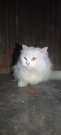 cat sale Persian