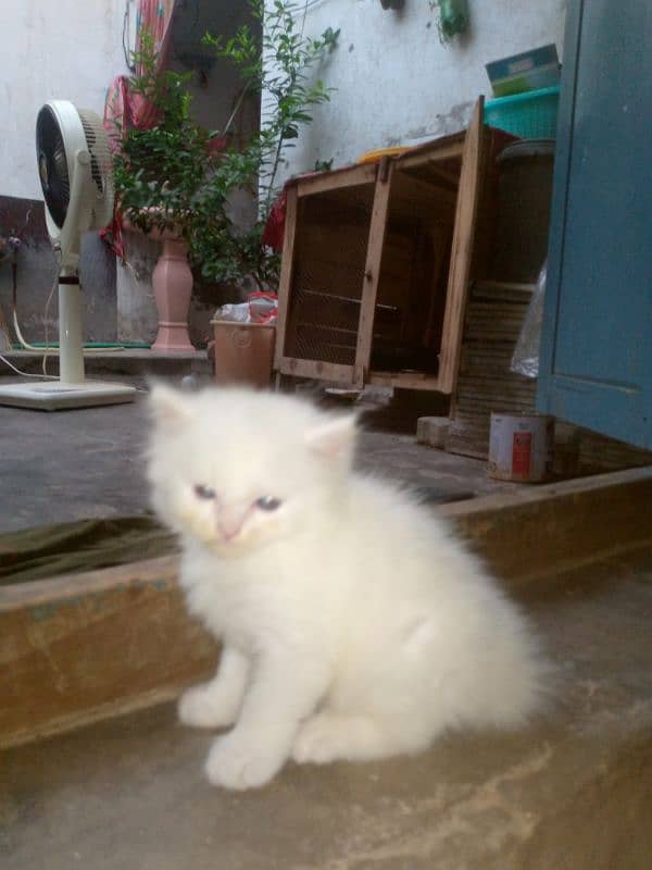 Persian cat baby 0