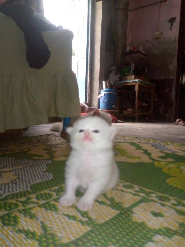 Persian cat baby 1