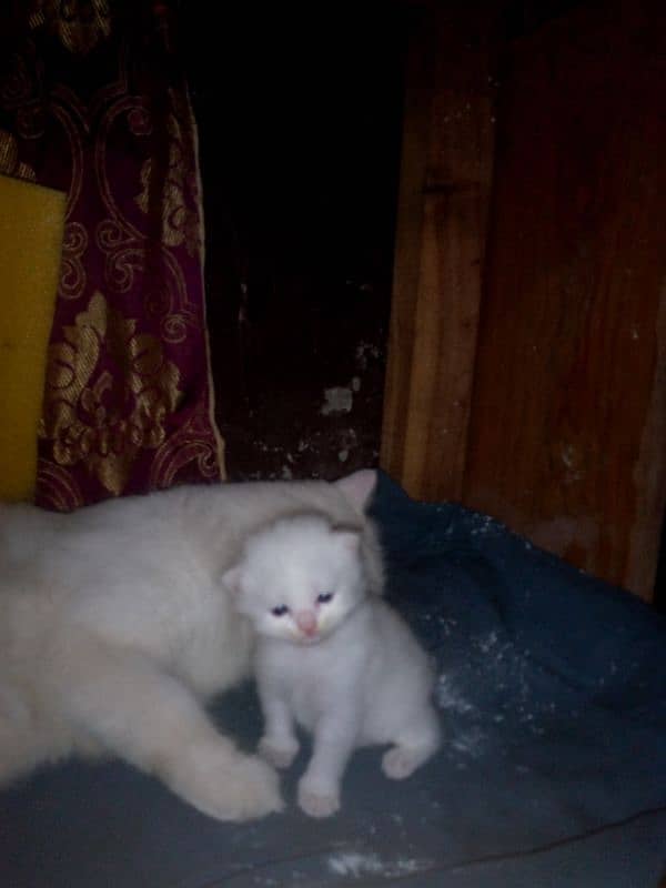 Persian cat baby 2