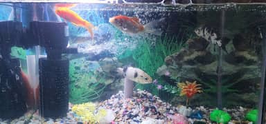 Aquarium Fishes for sale