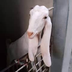 Bakri for sale