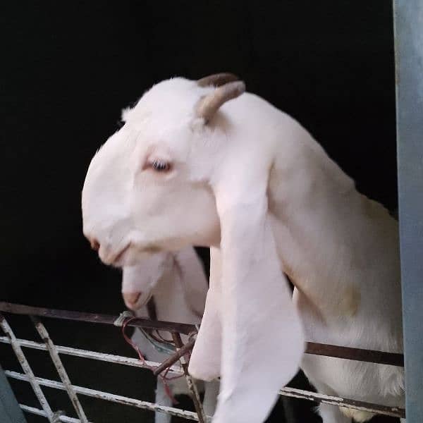 Bakri for sale 1