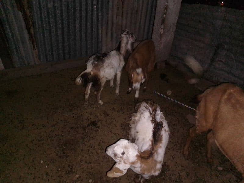 Goats female path 4