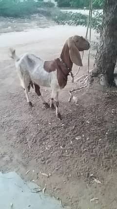 Dhood wali bakri