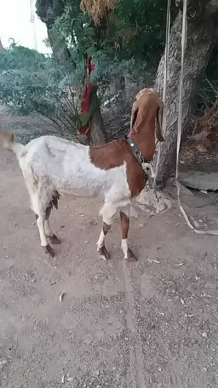 Dhood wali bakri 1