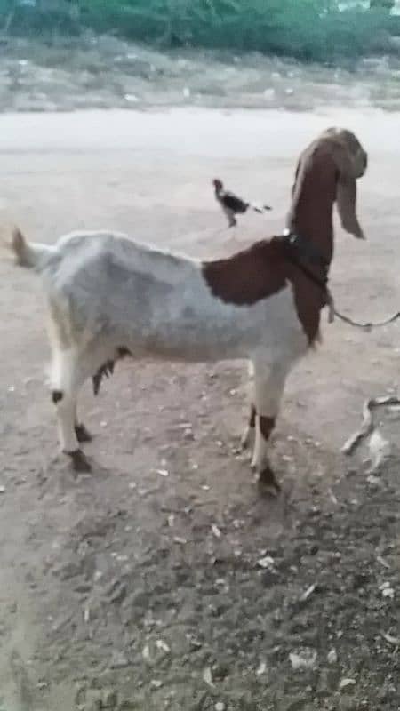 Dhood wali bakri 2