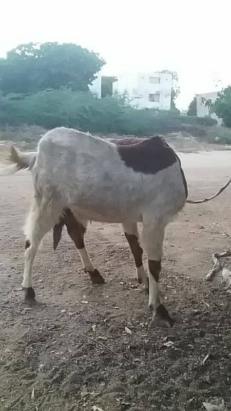 Dhood wali bakri 3