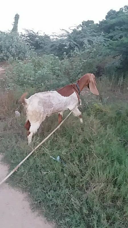 Dhood wali bakri 4