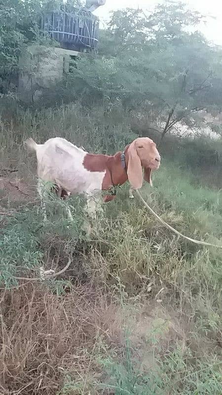 Dhood wali bakri 5