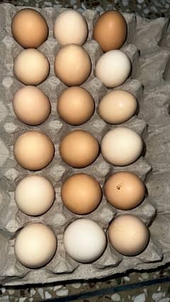 Desi eggs