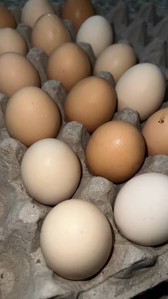 Desi eggs 3