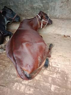 jarsi cross cow for sale