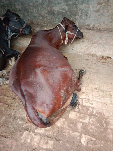 jarsi cross cow for sale 0