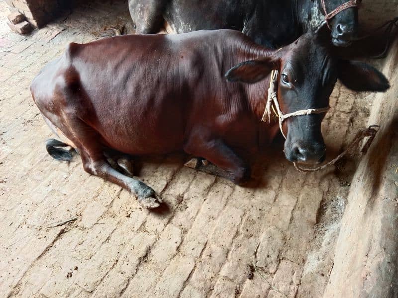 jarsi cross cow for sale 1