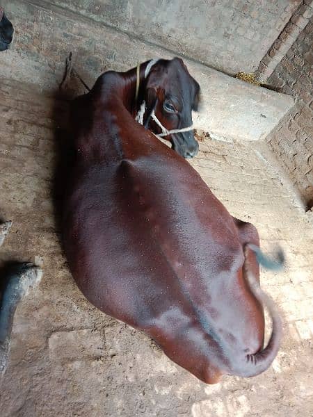 jarsi cross cow for sale 2