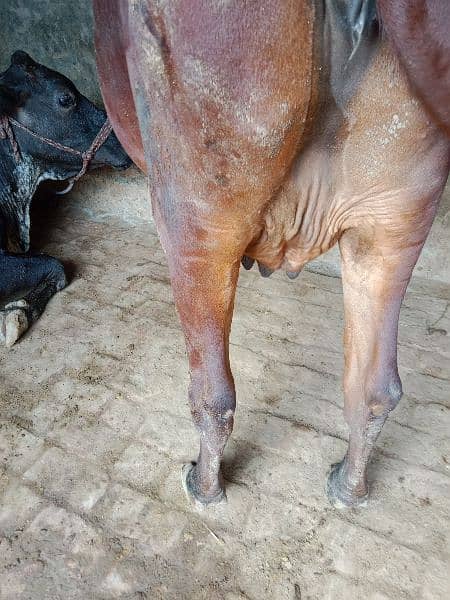 jarsi cross cow for sale 3