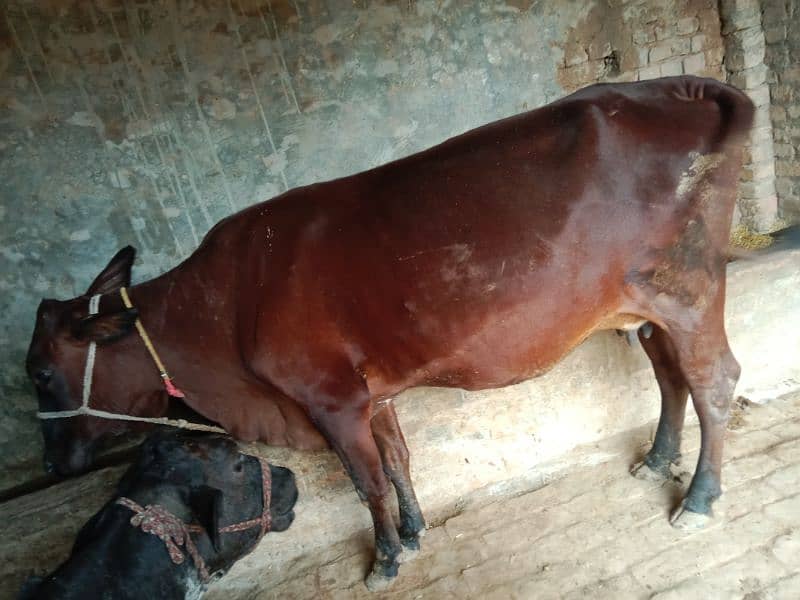 jarsi cross cow for sale 4