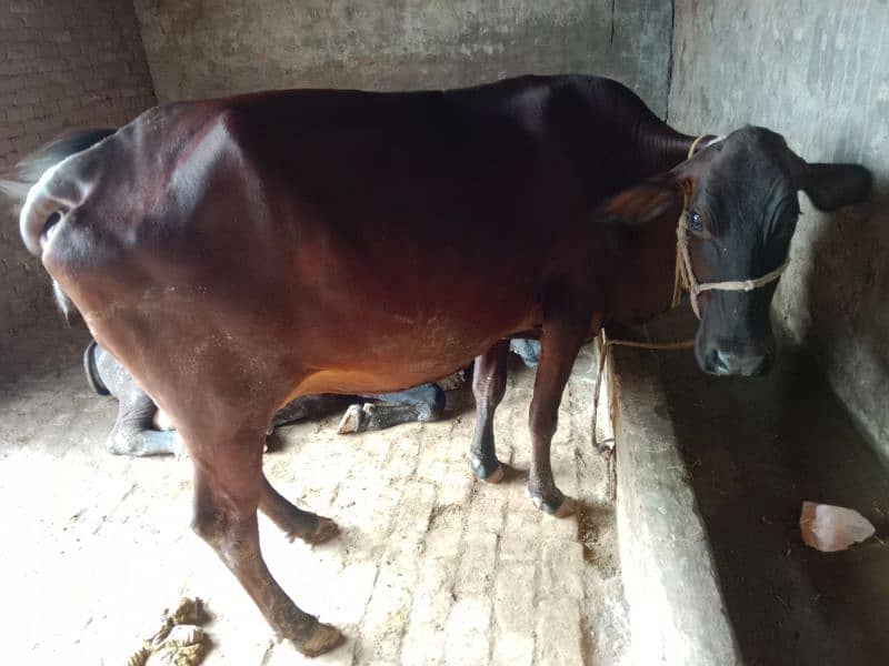 jarsi cross cow for sale 5