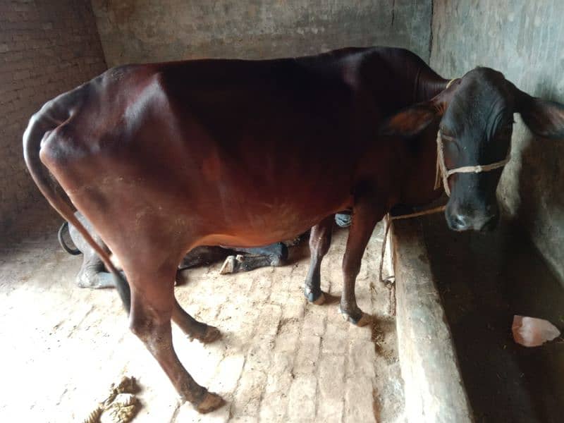 jarsi cross cow for sale 6