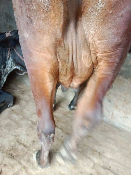 jarsi cross cow for sale 7