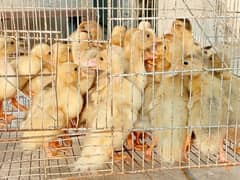 best quality KY Desi and khakhi ducks KY chicks available hai