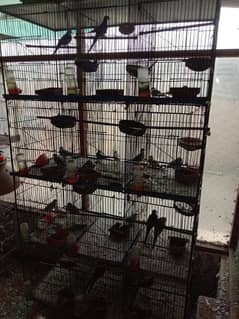 dove cage for sale