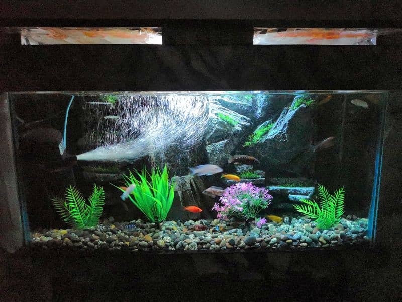 New 3D Running Aquarium For Sale. 6