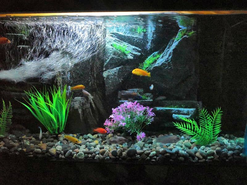 New 3D Running Aquarium For Sale. 8