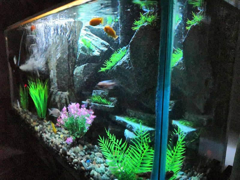 New 3D Running Aquarium For Sale. 11