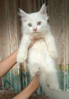 Full white pure persian kitten 03022693903