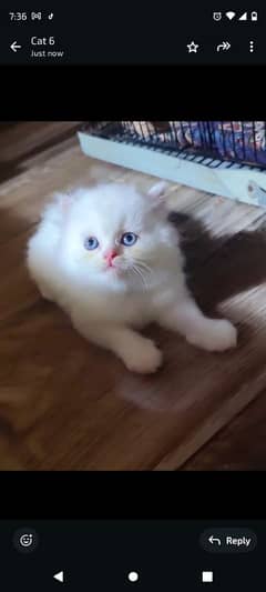 Persian cat for sale my WhatsApp number 03271180542