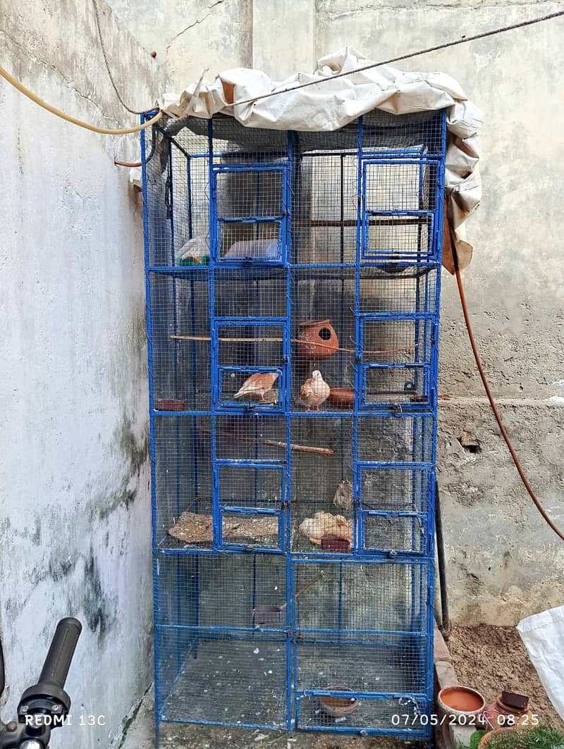 Cage urgent sell 4 portion 0