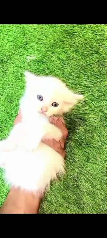 Persian cat kitten 0