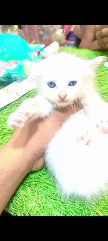 Persian cat kitten 2