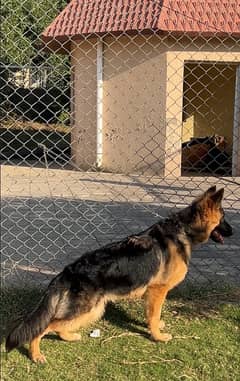 german shepherd long coat