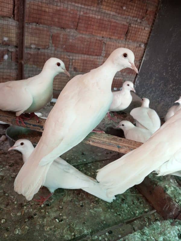 WHITE DOVE FOR SELL 0