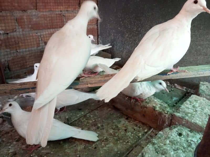 WHITE DOVE FOR SELL 1