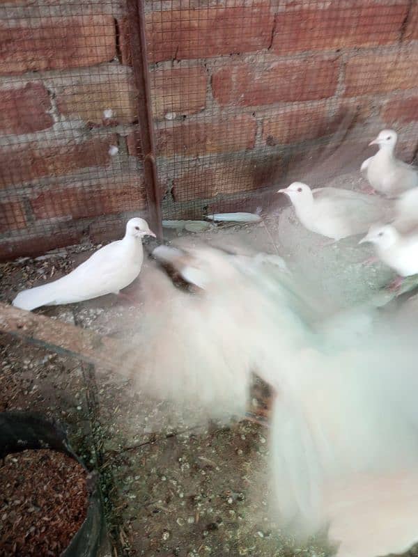 WHITE DOVE FOR SELL 2