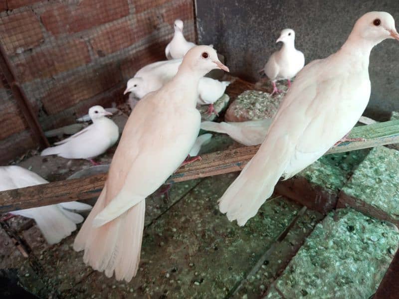 WHITE DOVE FOR SELL 3