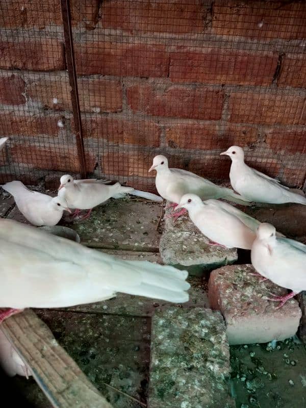 WHITE DOVE FOR SELL 4