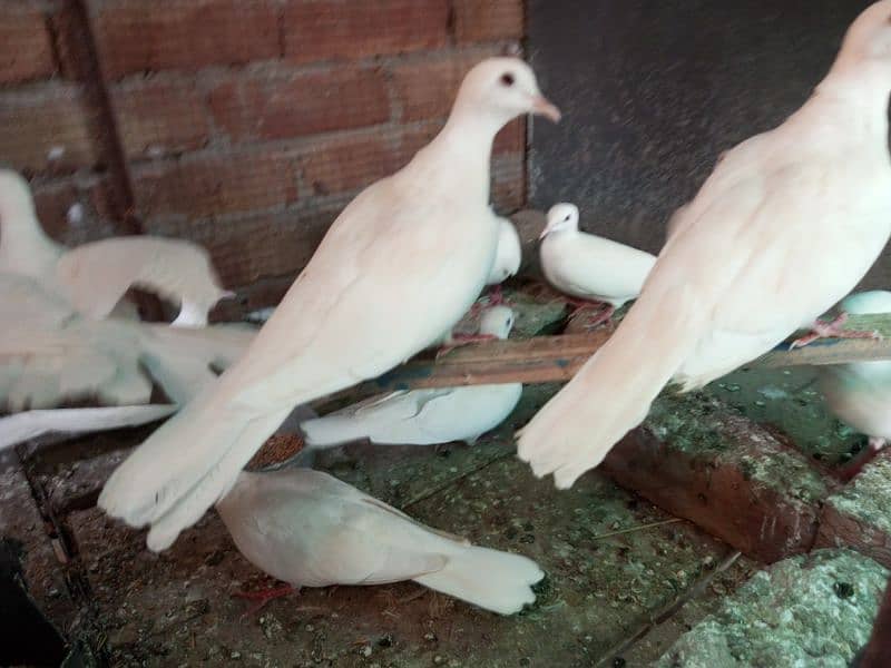 WHITE DOVE FOR SELL 5