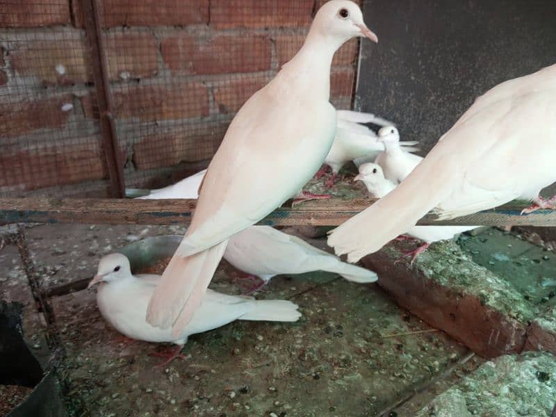 WHITE DOVE FOR SELL 6