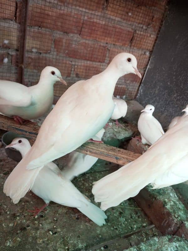 WHITE DOVE FOR SELL 7