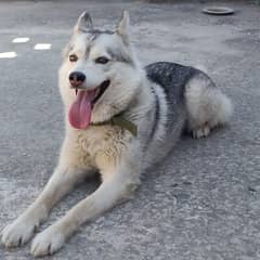 husky female for sale argent 03135992241