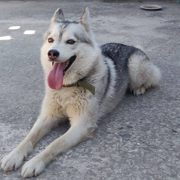 husky female for sale argent 03135992241 0