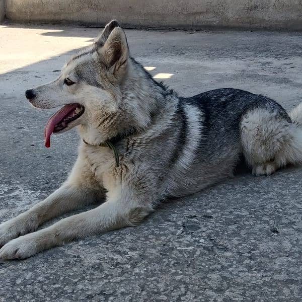 husky female for sale argent 03135992241 1