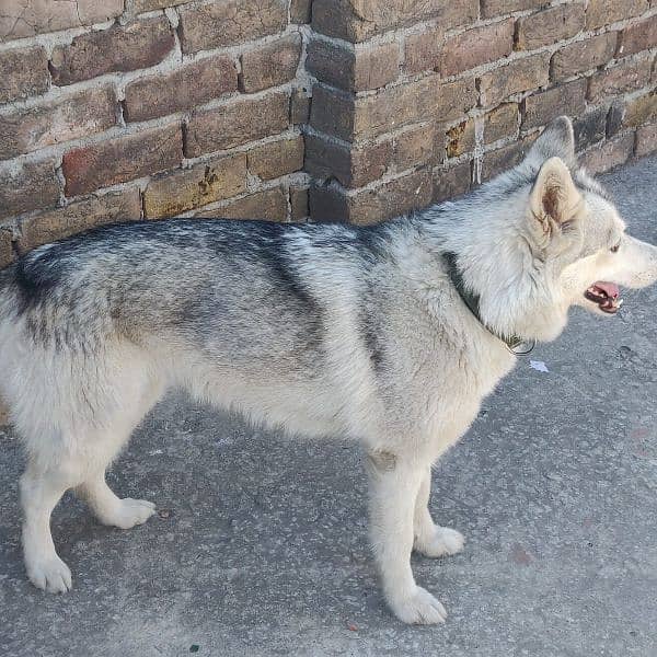 husky female for sale argent 03135992241 2